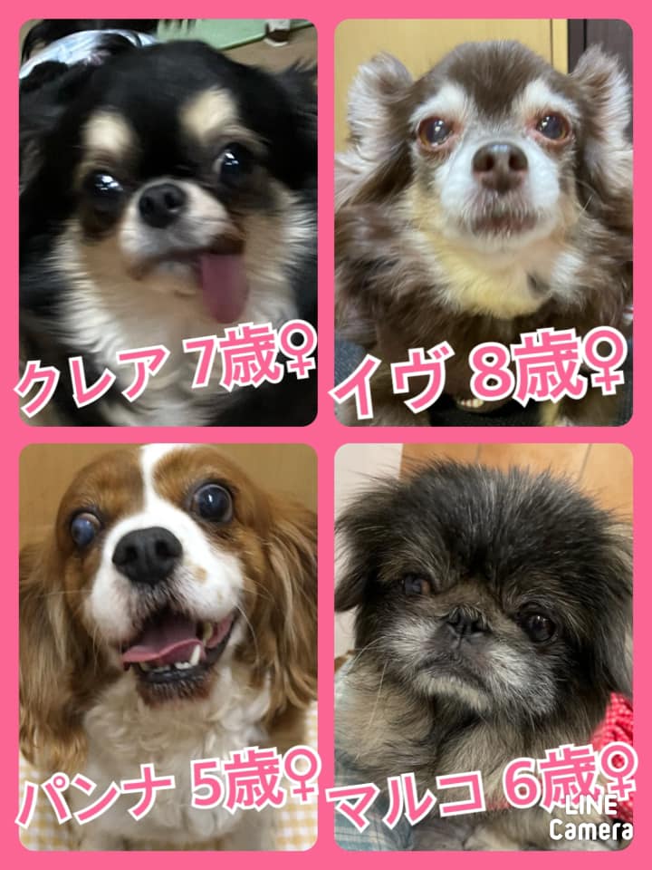 🐾今日の里親様募集中ワンコ🐶メンバーです🐾2021,2,19